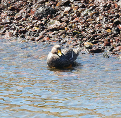 Tachyeres leucocephalus