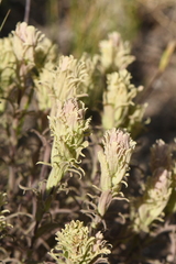 Castilleja pilosa