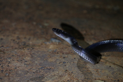 Stegonotus australis