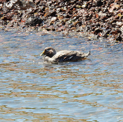 Tachyeres leucocephalus