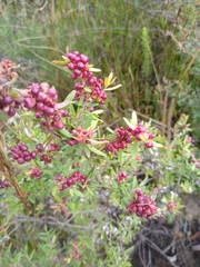 Eremococcus pirogallis