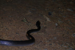 Stegonotus australis