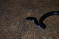 Stegonotus australis