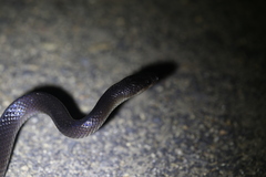 Stegonotus australis