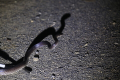 Stegonotus australis