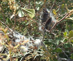 Bombycomorpha bifascia