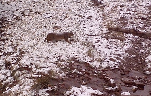 Bobcat photographed in West Virginia