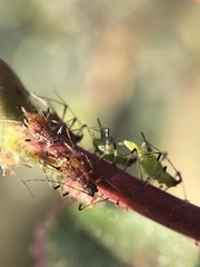 Aphididae