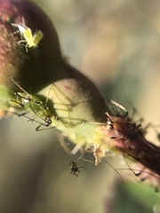 Aphididae