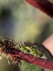 Aphididae