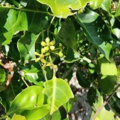 Salacia chinensis