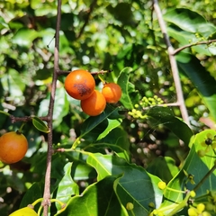 Salacia chinensis