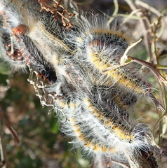 Bombycomorpha bifascia