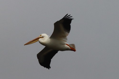 American White Pelican photographed in Louisiana