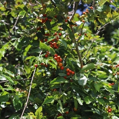 Salacia chinensis