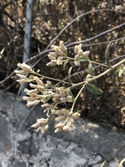 Baccharis sordescens