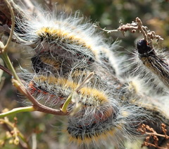 Bombycomorpha bifascia