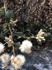 Baccharis sordescens