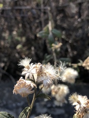 Baccharis sordescens