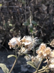 Baccharis sordescens