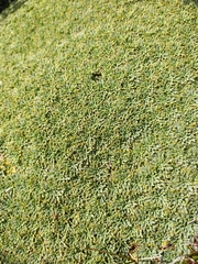 Bolax gummifera