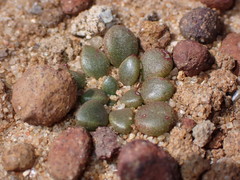 Dudleya brevifolia