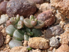 Dudleya brevifolia