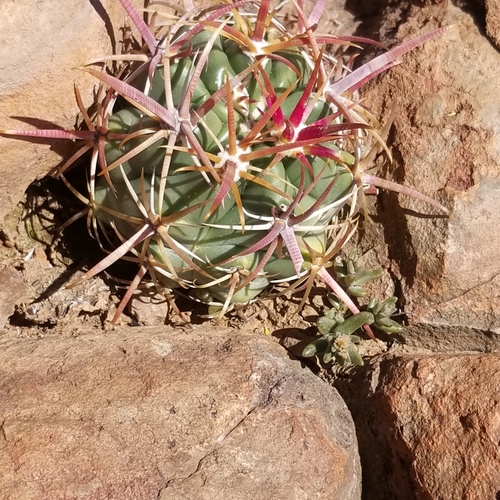 Dudleya variegata