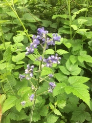 Hyacinthoides non-scripta