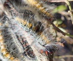 Bombycomorpha bifascia
