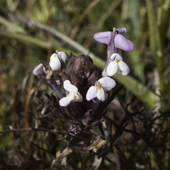 Triphysaria versicolor