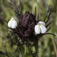 Triphysaria versicolor
