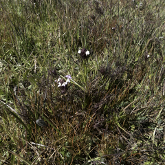 Triphysaria versicolor