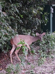 Odocoileus virginianus yucatanensis