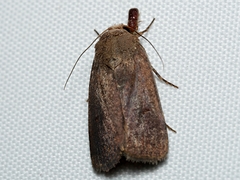 Proteuxoa hypochalchis