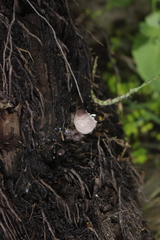 Leucocoprinus ianthinus