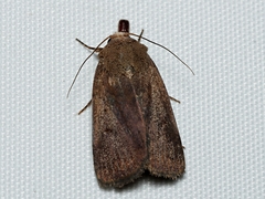 Proteuxoa hypochalchis