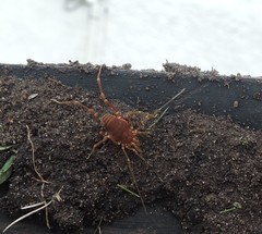 Pachyloides thorellii