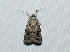 Proteuxoa amaurodes