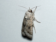 Proteuxoa amaurodes