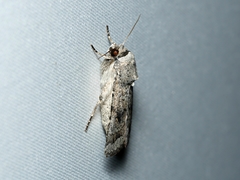 Proteuxoa amaurodes