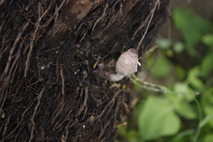 Leucocoprinus ianthinus