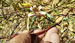 Marianthus bicolor