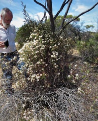 Marianthus bicolor