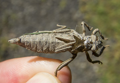Phanogomphus kurilis