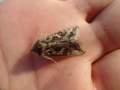 Cornutiplusia circumflexa