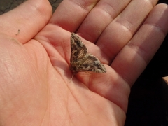 Cornutiplusia circumflexa