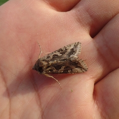 Cornutiplusia circumflexa