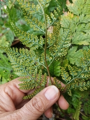 Davallia fejeensis