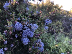 Ceanothus impressus
